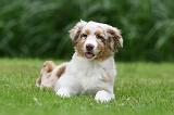 BERGER AUSTRALIEN PUPPIES 782